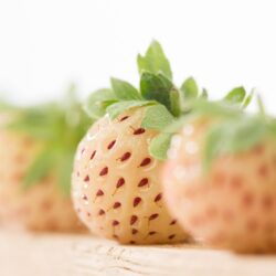 Fehér Eper - „Pineberry” 10 növények