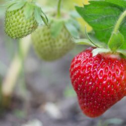 Eper Mieze Schindler - 10 palánta