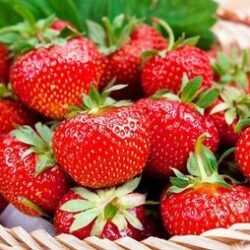 Eper Dukat - 10 palánta