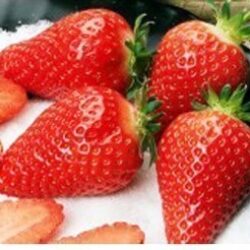 Eper DARSELECT 10 palánta