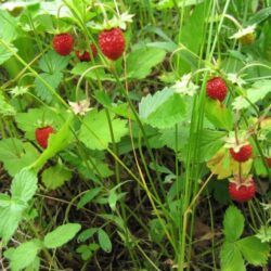 Vad Eper RUJANA - 10 palánta