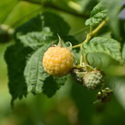 Sárga málna GOLDEN QUEEN - 1 cserepes növény