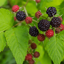 Fekete málna - Black Jewel, 1 növény a cserépben (egy éves)