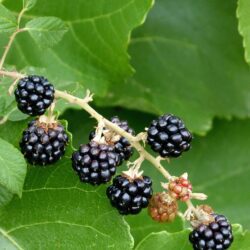 Blackberry - Tövismentes. 1 éves palánta