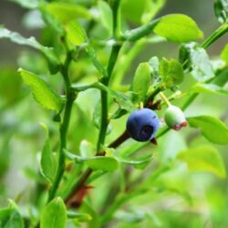 Amerikai Áfonya – őszi áfonya (késői fajták) – 1 növény cserépben