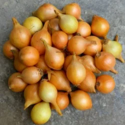 Téli újhagyma ültetésre 250g