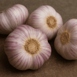 Téli Fokhagyma – Magvak Ültetéshez