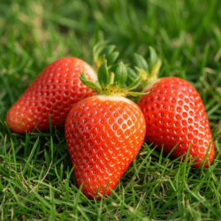 Eper Gariguette - 10 palánta