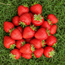 Eper Mara des Bois - 10 palánta