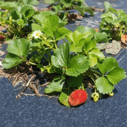 Fekete Agrotextília 10 m x 1,6 m